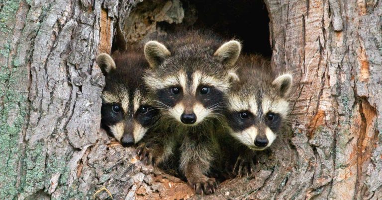 8. raccoon city ｜WOORI 留遊學推薦多倫多的原因